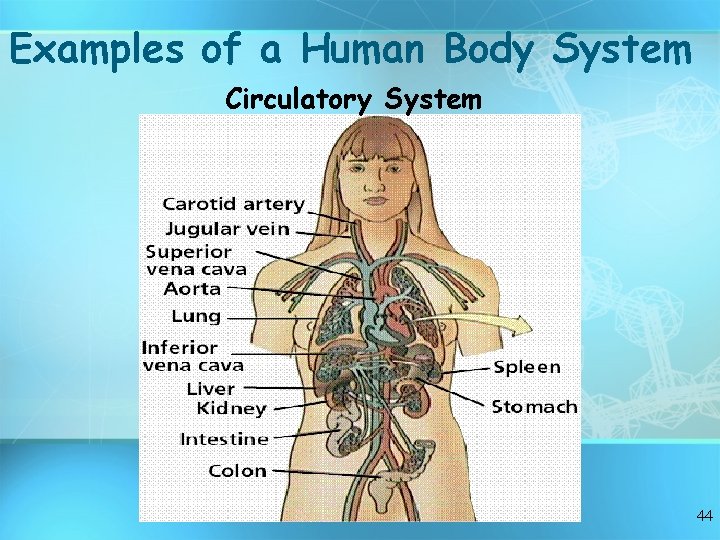 Examples of a Human Body System Circulatory System 44 