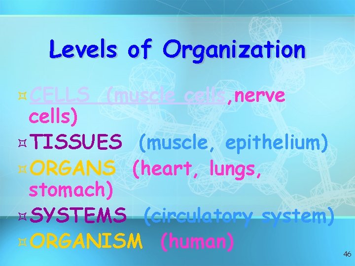 Levels of Organization ³CELLS (muscle cells, nerve cells) ³TISSUES (muscle, epithelium) ³ORGANS (heart, lungs,