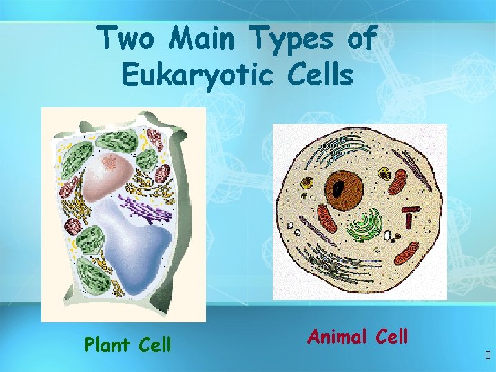 Two Main Types of Eukaryotic Cells Plant Cell Animal Cell 8 