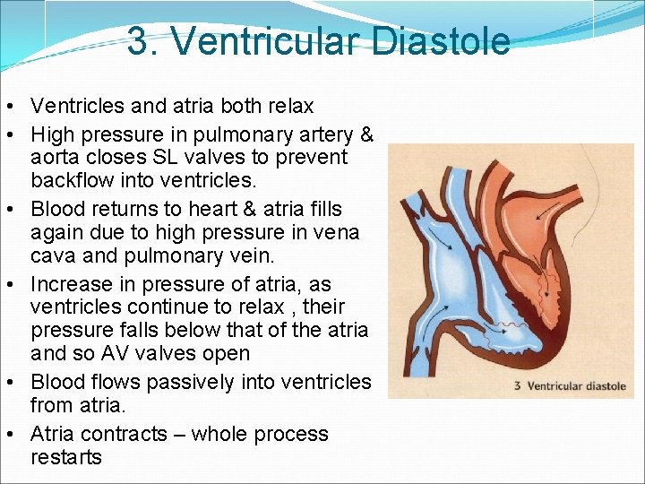 3. Ventricular Diastole • Ventricles and atria both relax • High pressure in pulmonary