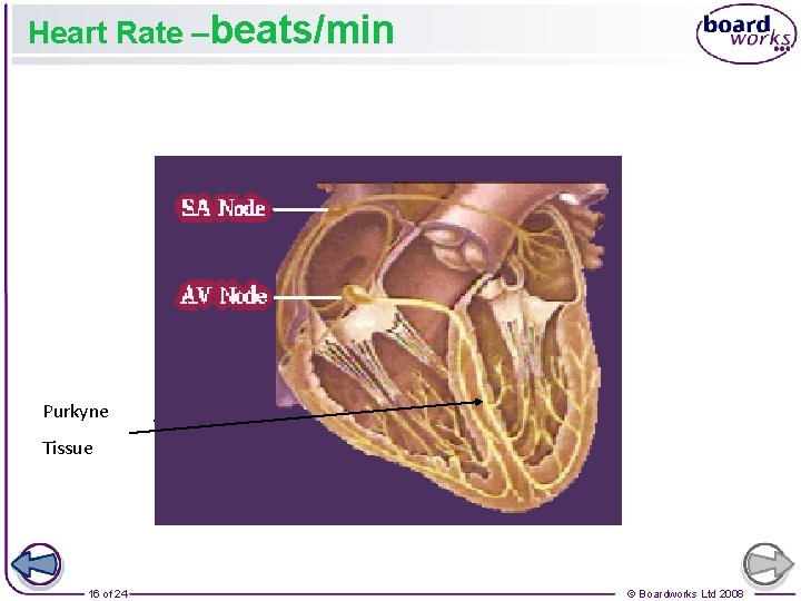 Heart Rate –beats/min Purkyne Tissue 16 of 24 © Boardworks Ltd 2008 