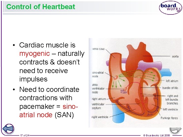 Control of Heartbeat • Cardiac muscle is myogenic – naturally contracts & doesn’t need