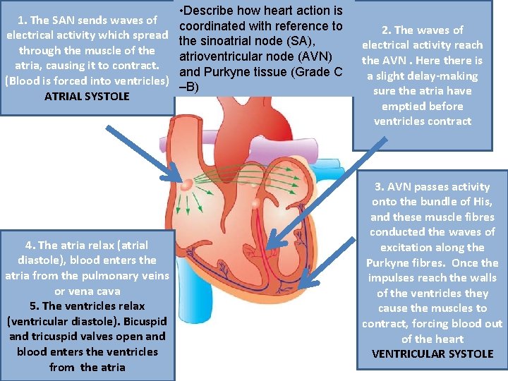 1. The SAN sends waves of electrical activity which spread through the muscle of