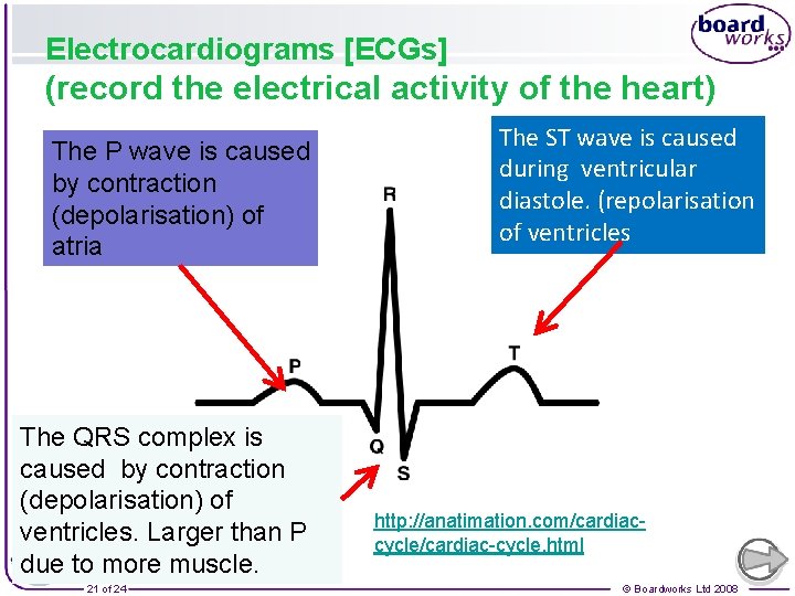 Electrocardiograms [ECGs] (record the electrical activity of the heart) The P wave is caused
