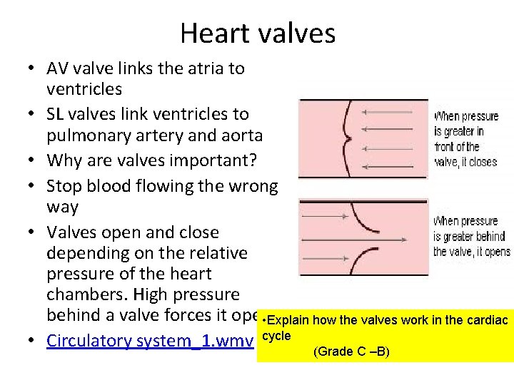 Heart valves • AV valve links the atria to ventricles • SL valves link