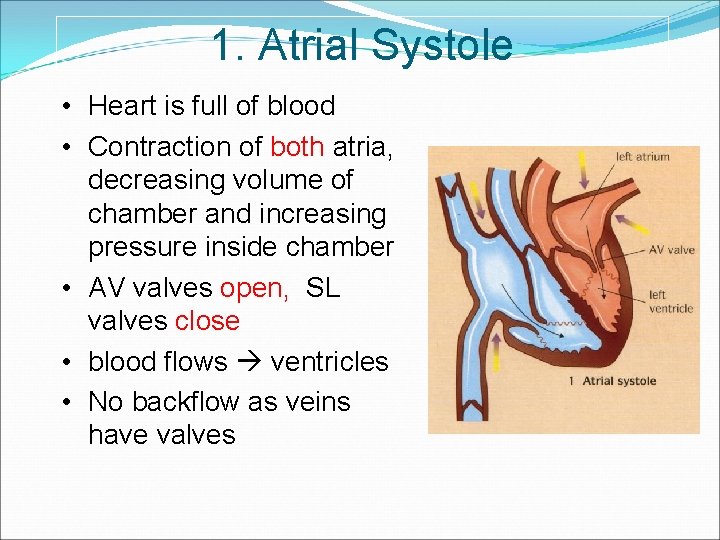 1. Atrial Systole • Heart is full of blood • Contraction of both atria,