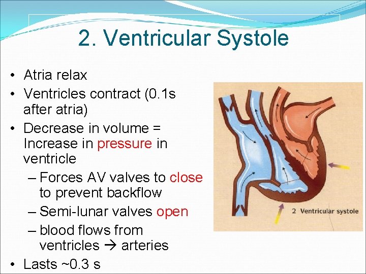 2. Ventricular Systole • Atria relax • Ventricles contract (0. 1 s after atria)