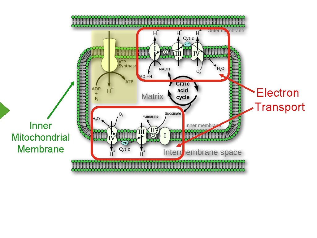 Electron Transport Inner Mitochondrial Membrane 