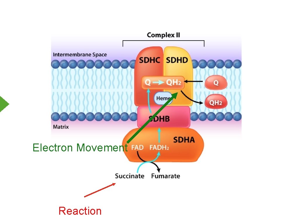 Electron Movement Reaction 