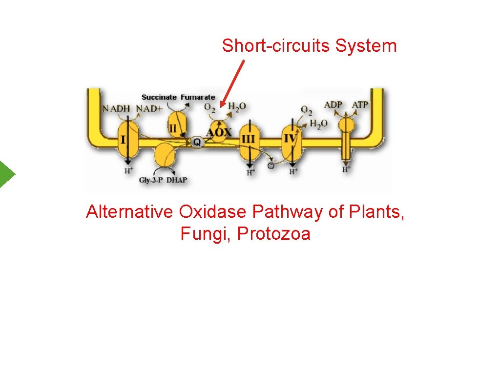 Short-circuits System Alternative Oxidase Pathway of Plants, Fungi, Protozoa 