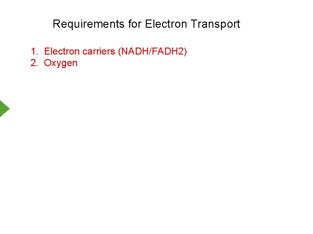 Requirements for Electron Transport 1. Electron carriers (NADH/FADH 2) 2. Oxygen 