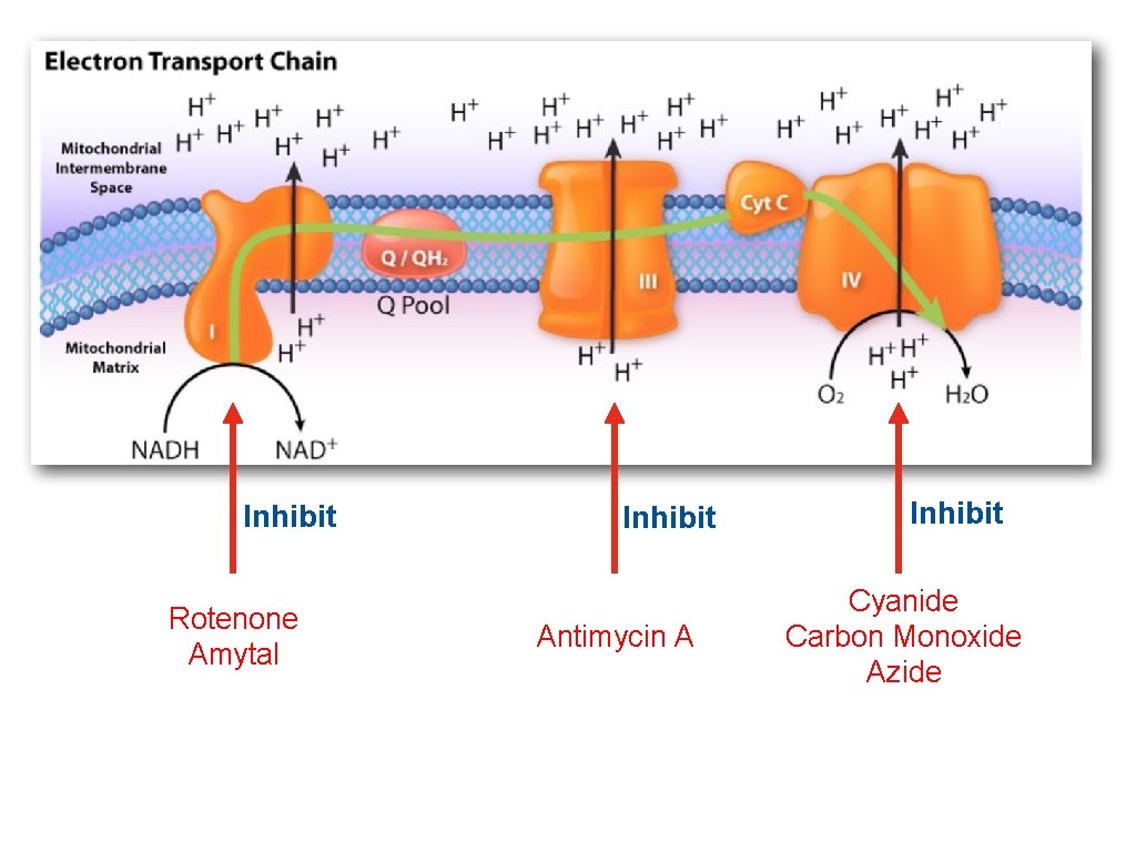 Inhibit Rotenone Amytal Inhibit Antimycin A Inhibit Cyanide Carbon Monoxide Azide 