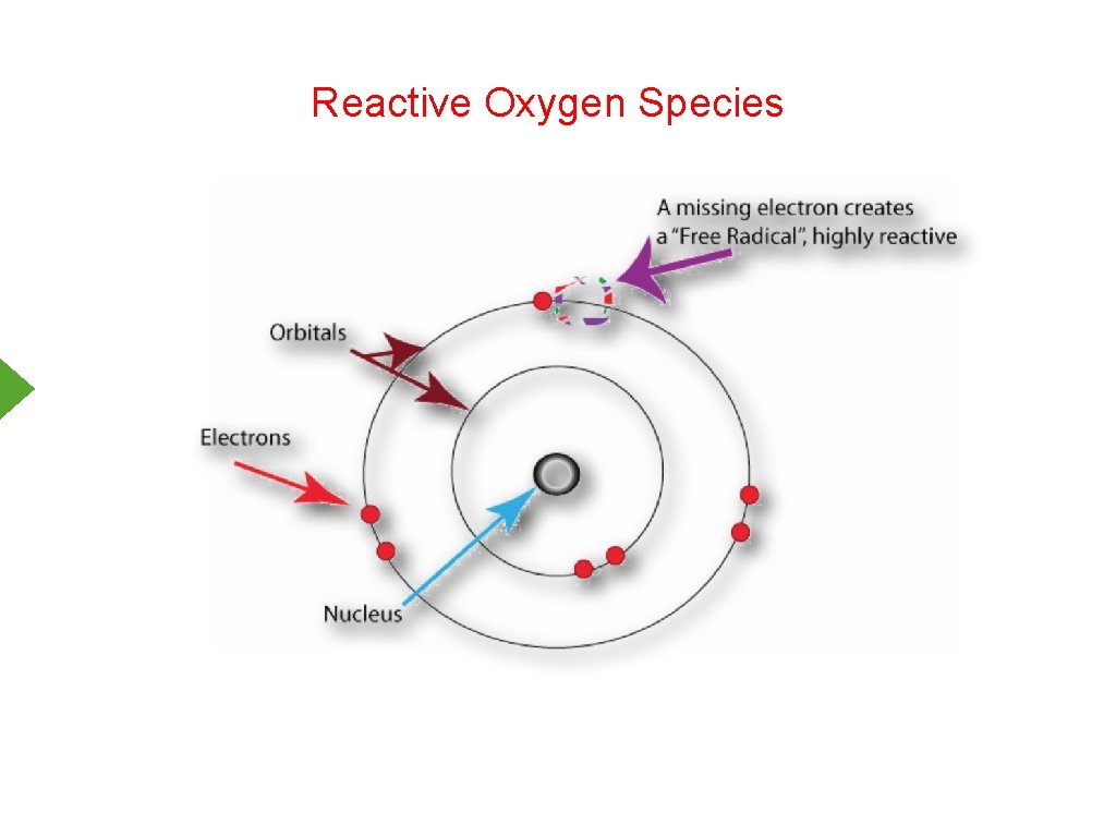 Reactive Oxygen Species 