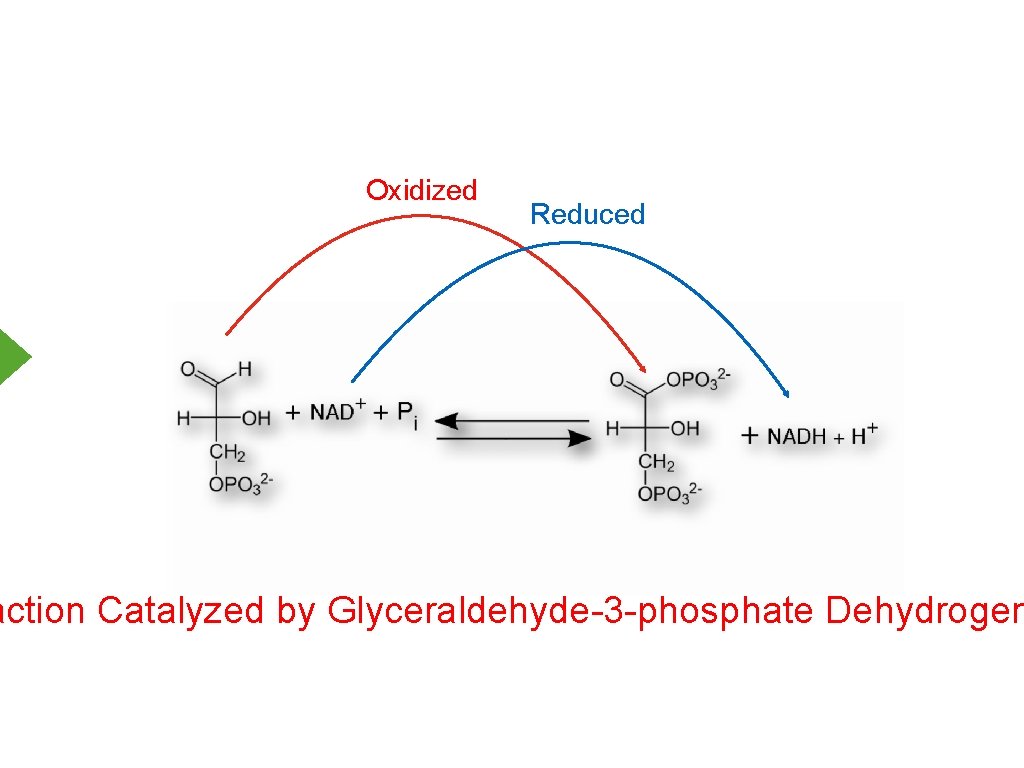 Oxidized Reduced action Catalyzed by Glyceraldehyde-3 -phosphate Dehydrogen 