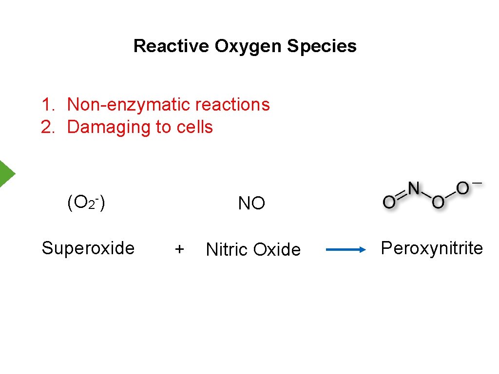 Reactive Oxygen Species 1. Non-enzymatic reactions 2. Damaging to cells (O 2 -) Superoxide