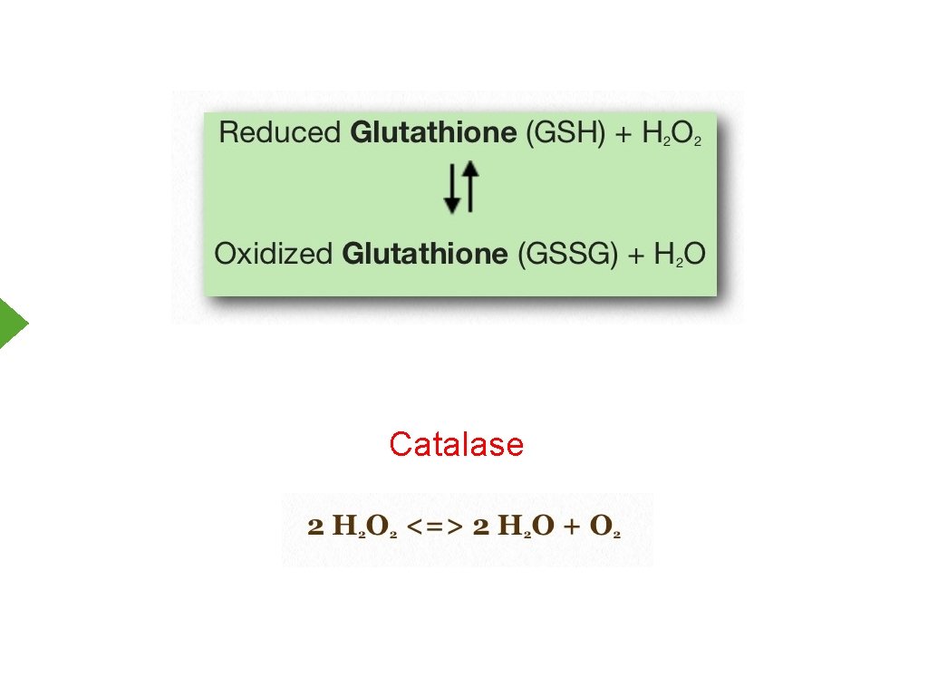 Catalase 