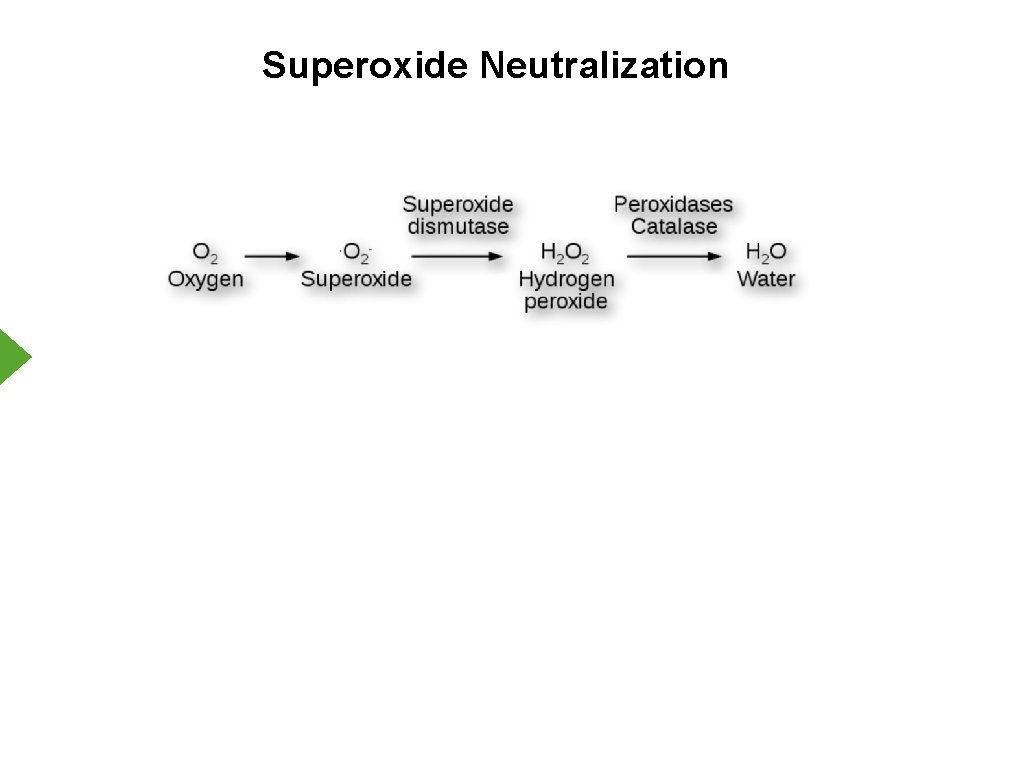 Superoxide Neutralization 