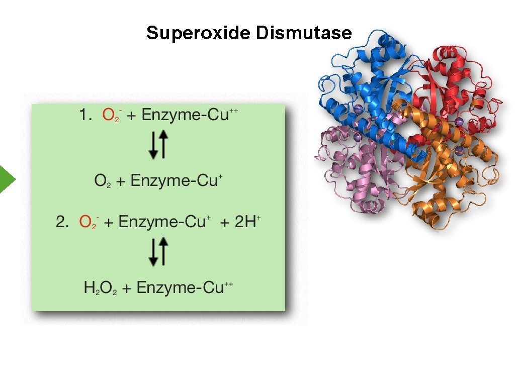 Superoxide Dismutase 