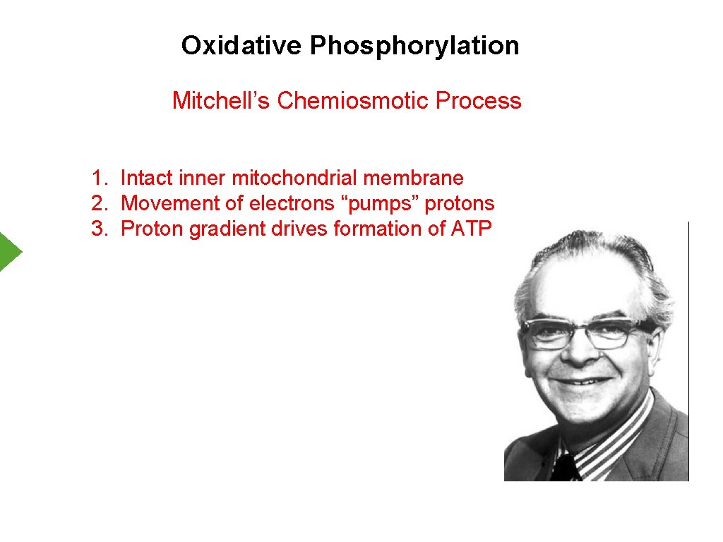 Oxidative Phosphorylation Mitchell’s Chemiosmotic Process 1. Intact inner mitochondrial membrane 2. Movement of electrons