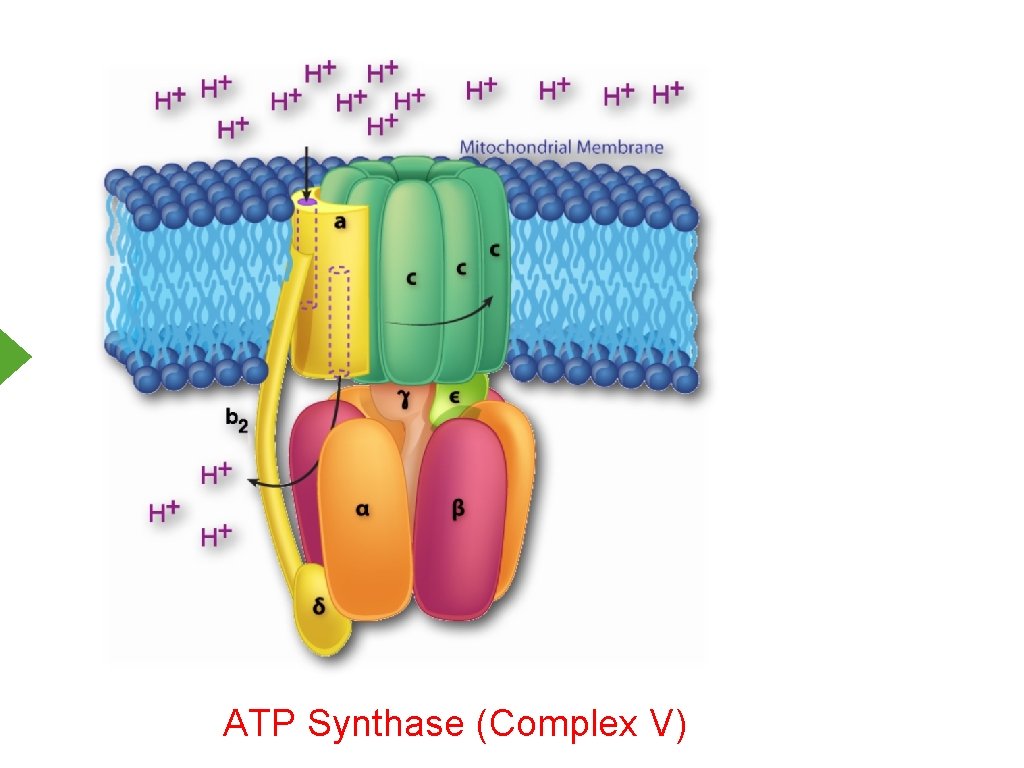 ATP Synthase (Complex V) 