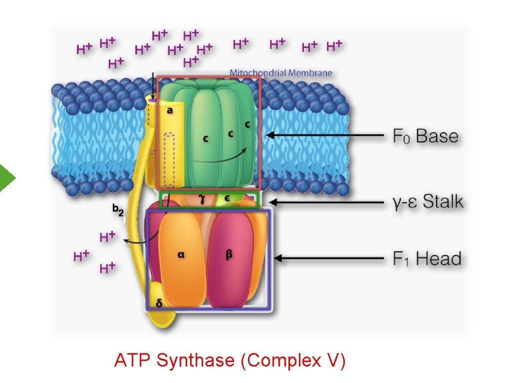 ATP Synthase (Complex V) 