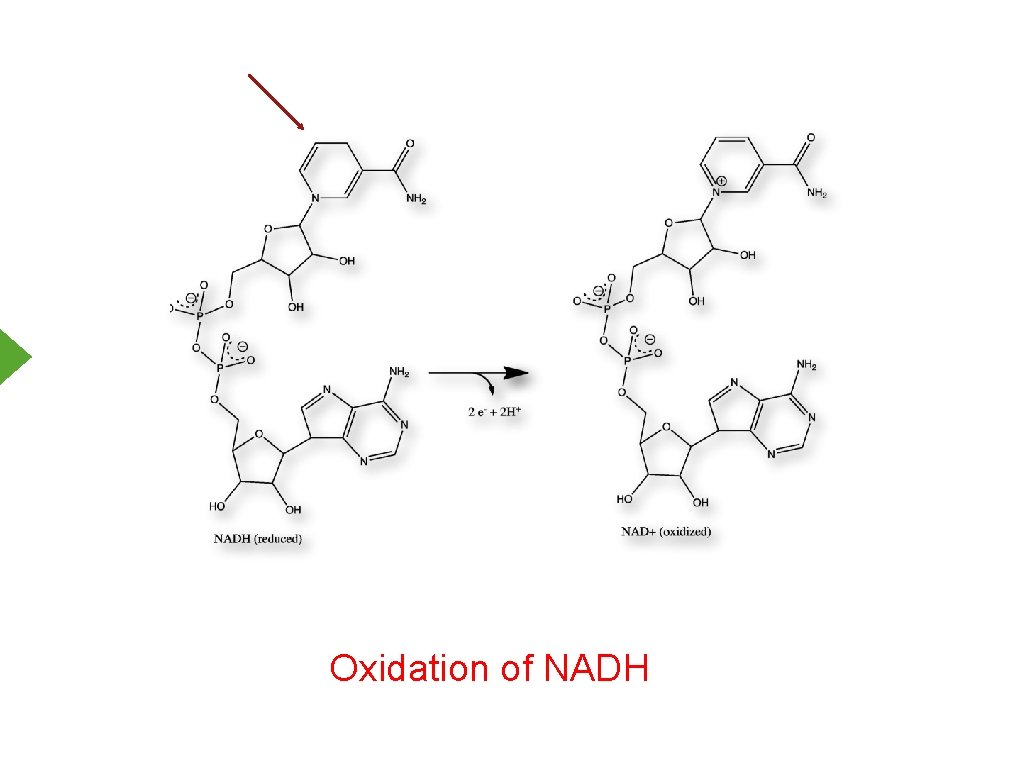 Oxidation of NADH 