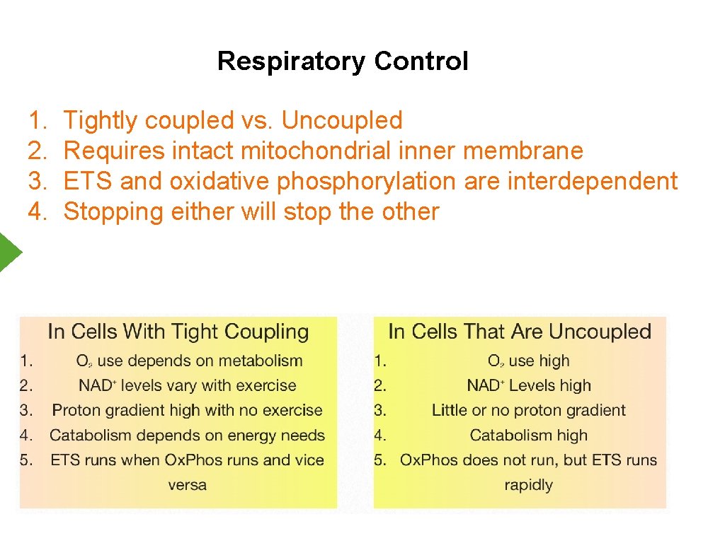 Respiratory Control 1. 2. 3. 4. Tightly coupled vs. Uncoupled Requires intact mitochondrial inner