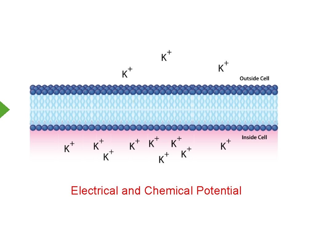 Electrical and Chemical Potential 