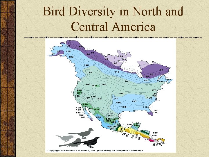 Bird Diversity in North and Central America 