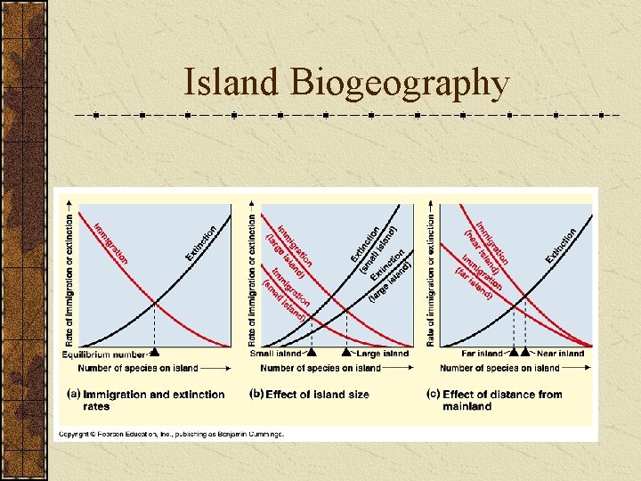 Island Biogeography Mac. Arthur and Wilson (1960’s) 