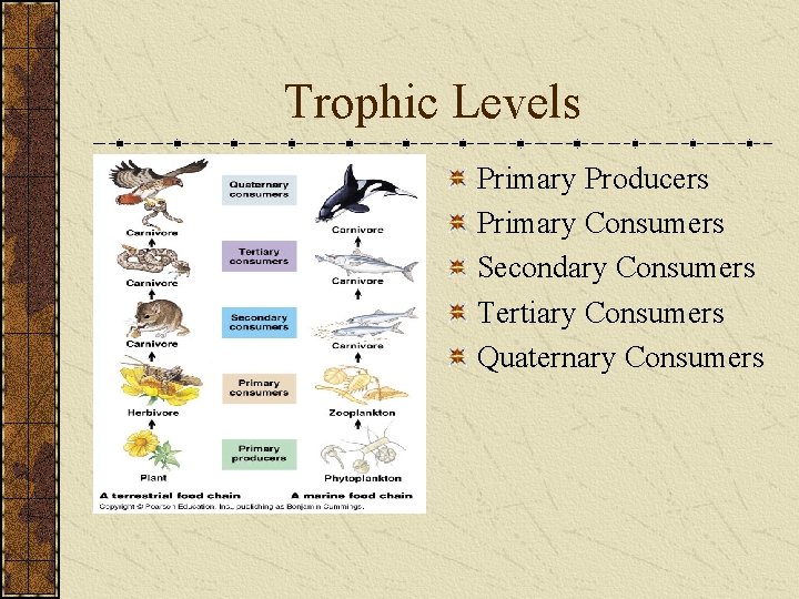Trophic Levels Primary Producers Primary Consumers Secondary Consumers Tertiary Consumers Quaternary Consumers 