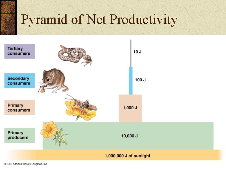 Pyramid of Net Productivity 