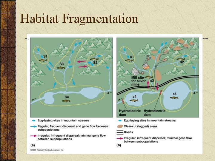 Habitat Fragmentation 