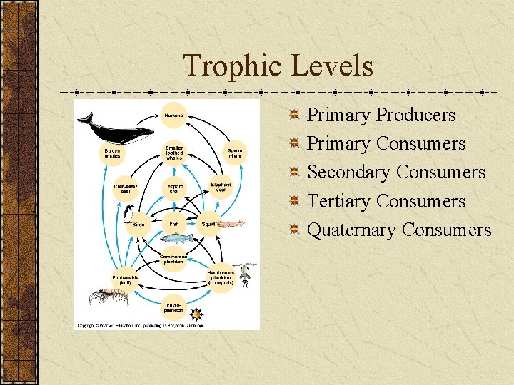 Trophic Levels Primary Producers Primary Consumers Secondary Consumers Tertiary Consumers Quaternary Consumers 