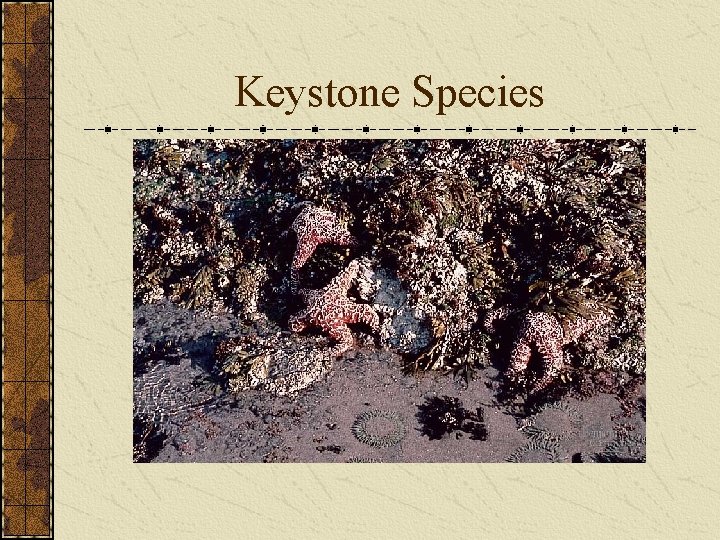 Keystone Species 