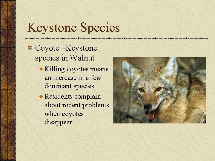 Keystone Species Coyote –Keystone species in Walnut Killing coyotes means an increase in a
