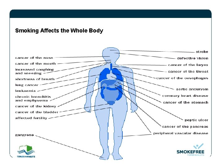 Smoking Affects the Whole Body 