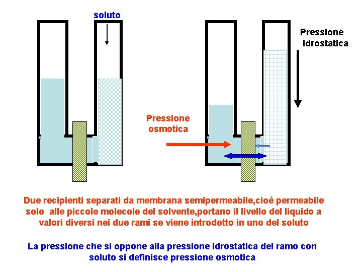 soluto Pressione idrostatica Pressione osmotica Due recipienti separati da membrana semipermeabile, cioè permeabile solo