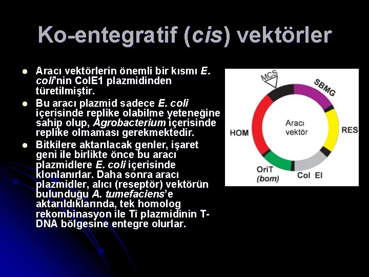 Ko-entegratif (cis) vektörler l l l Aracı vektörlerin önemli bir kısmı E. coli’nin Col.