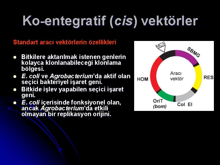 Ko-entegratif (cis) vektörler Standart aracı vektörlerin özellikleri l l Bitkilere aktarılmak istenen genlerin kolayca