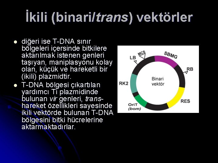 İkili (binari/trans) vektörler l l diğeri ise T-DNA sınır bölgeleri içersinde bitkilere aktarılmak istenen