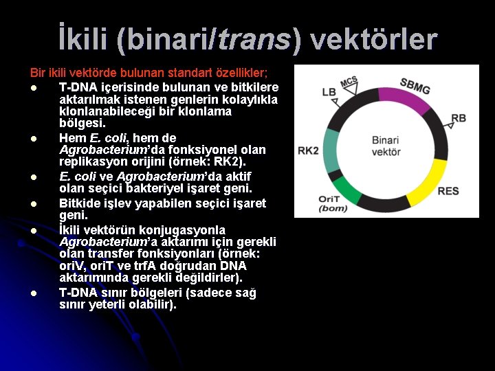 İkili (binari/trans) vektörler Bir ikili vektörde bulunan standart özellikler; l T-DNA içerisinde bulunan ve