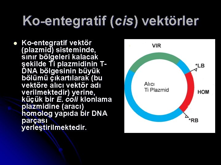 Ko-entegratif (cis) vektörler l Ko-entegratif vektör (plazmid) sisteminde, sınır bölgeleri kalacak şekilde Ti plazmidinin