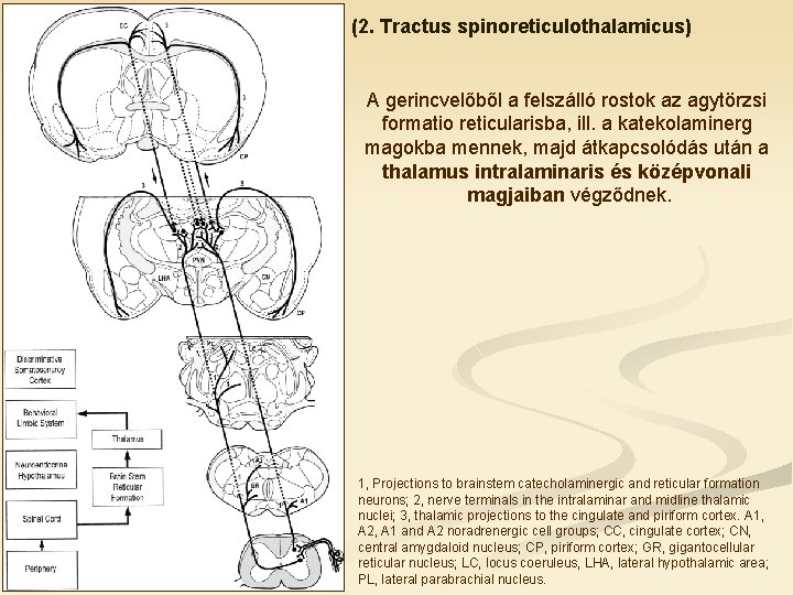 (2. Tractus spinoreticulothalamicus) A gerincvelőből a felszálló rostok az agytörzsi formatio reticularisba, ill. a