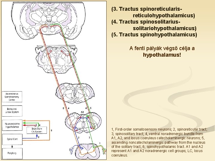 (3. Tractus spinoreticularisreticulohypothalamicus) (4. Tractus spinosolitariussolitariohypothalamicus) (5. Tractus spinohypothalamicus) A fenti pályák végső célja