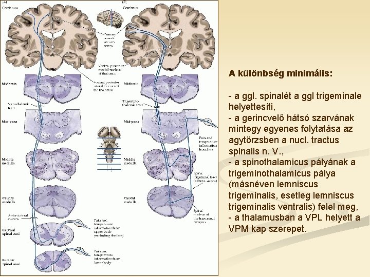 A különbség minimális: - a ggl. spinalét a ggl trigeminale helyettesíti, - a gerincvelő