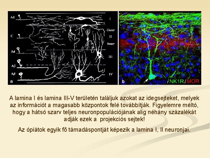 A lamina I és lamina III-V területén találjuk azokat az idegsejteket, melyek az információt