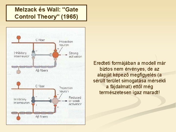 Melzack és Wall: "Gate Control Theory" (1965) Eredteti formájában a modell már biztos nem