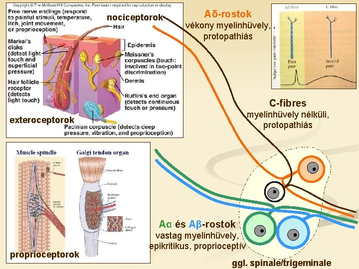 nociceptorok Aδ-rostok vékony myelinhüvely, protopathiás C-fibres myelinhüvely nélküli, protopathiás exteroceptorok Aα és Aβ-rostok proprioceptorok