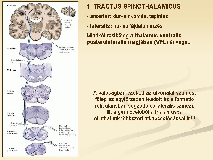 1. TRACTUS SPINOTHALAMICUS - anterior: durva nyomás, tapintás - lateralis: hő- és fájdalomérzés Mindkét